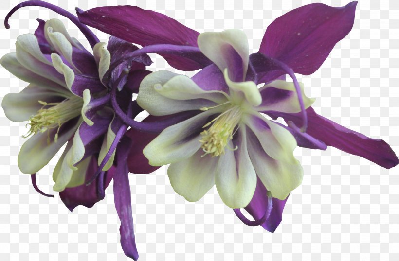 Flower Violet Purple Columbine Garden Roses, PNG, 3477x2281px, Flower, Color, Columbine, Cut Flowers, Flowering Plant Download Free