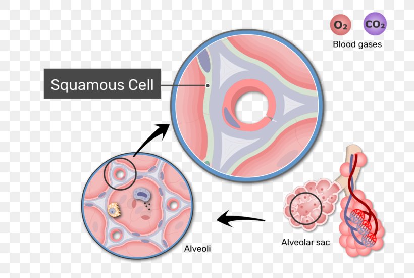 Pulmonary Alveolus Gas Exchange Respiratory System Blood–air Barrier Membrane, PNG, 770x550px, Watercolor, Cartoon, Flower, Frame, Heart Download Free