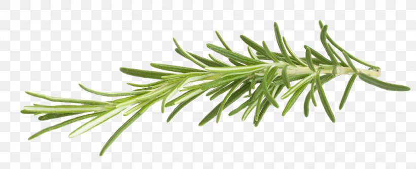 Rosemary Herb Lemon Chicken Clip Art, PNG, 1024x416px, Rosemary, Branch, Grass, Grass Family, Herb Download Free