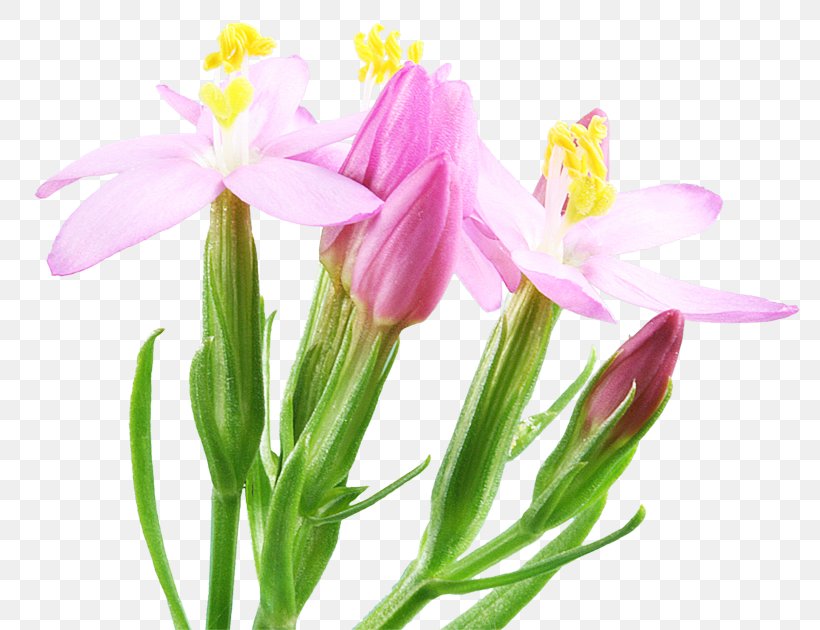 Common Centaury Bach Flower Remedies Herb Medicinal Plants, PNG, 800x630px, Bach Flower Remedies, Bud, Centaurium, Chicory, Crocus Download Free