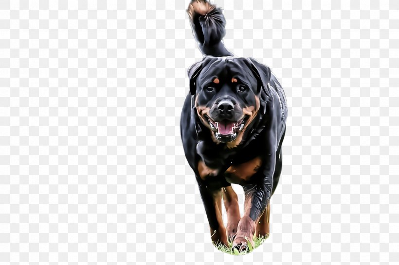 Dog Rottweiler Working Dog Sporting Group Giant Dog Breed, PNG, 2448x1632px, Dog, Giant Dog Breed, Rottweiler, Sporting Group, Working Dog Download Free