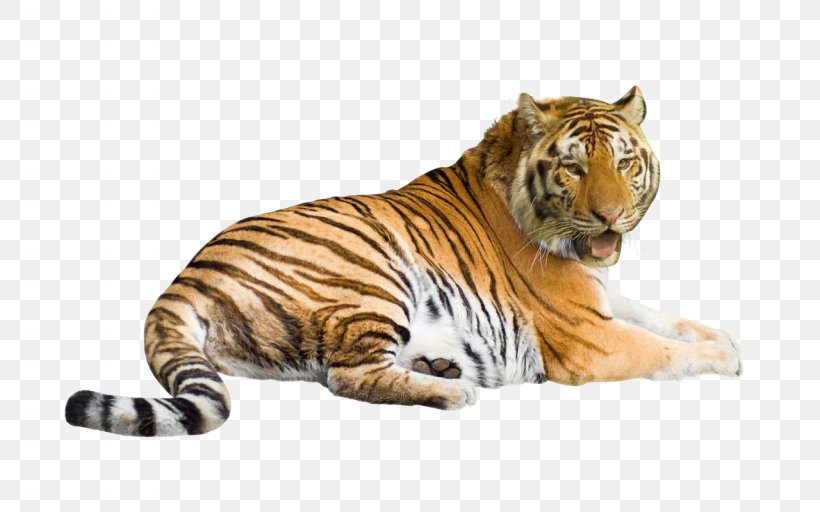 Siberian Tiger Felidae Cat White Tiger Bengal Tiger, PNG, 1280x800px, Siberian Tiger, Animal, Asia Tiger, Bengal Tiger, Big Cats Download Free