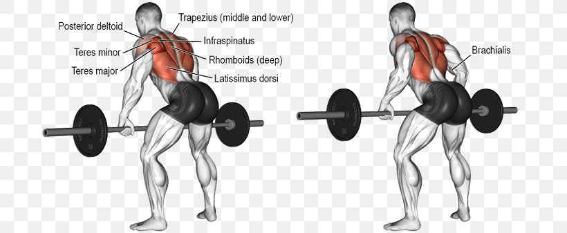 Bent-over Row Exercise Barbell Latissimus Dorsi Muscle, PNG, 812x337px, Bentover Row, Arm, Barbell, Biceps Curl, Deltoid Muscle Download Free