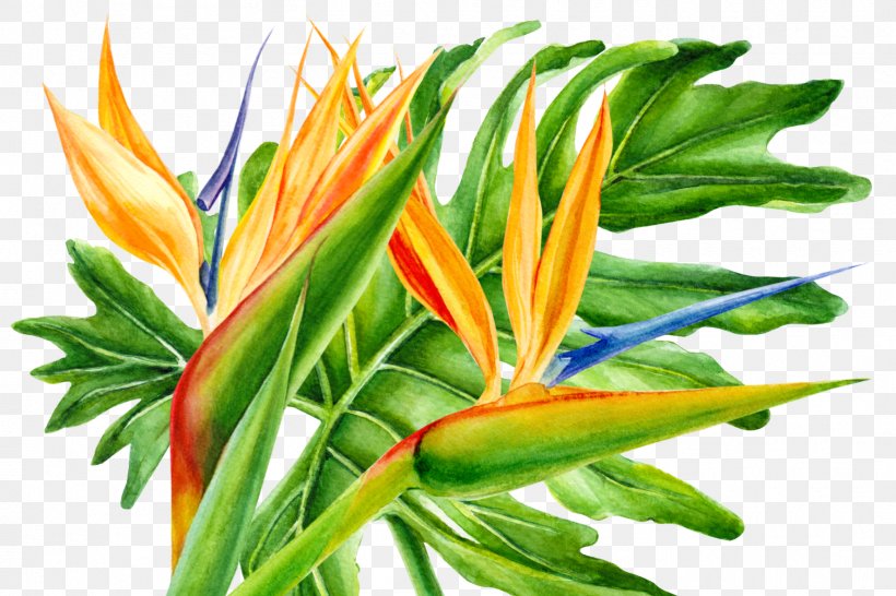 Bird Of Paradise, PNG, 1772x1181px, Watercolor Painting, Artist, Bird Of Paradise, Flower, Heliconia Download Free