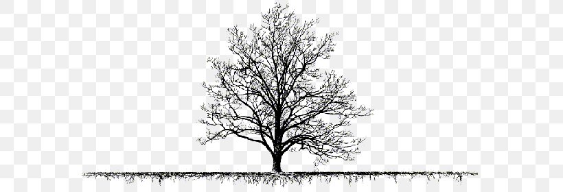 Drawing Trees Drawing Trees Clip Art, PNG, 600x280px, Drawing, Art, Artwork, Black And White, Branch Download Free