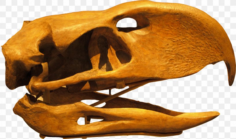 Flightless Bird Phorusrhacos Skull Prehistory, PNG, 3183x1875px, Bird, Andalgalornis, Beak, Bone, Extinction Download Free