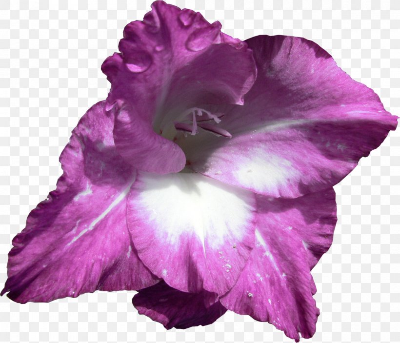 Flower Gladiolus Clip Art, PNG, 1200x1029px, Flower, Ansichtkaart, Flower Bouquet, Flowering Plant, Gimp Download Free
