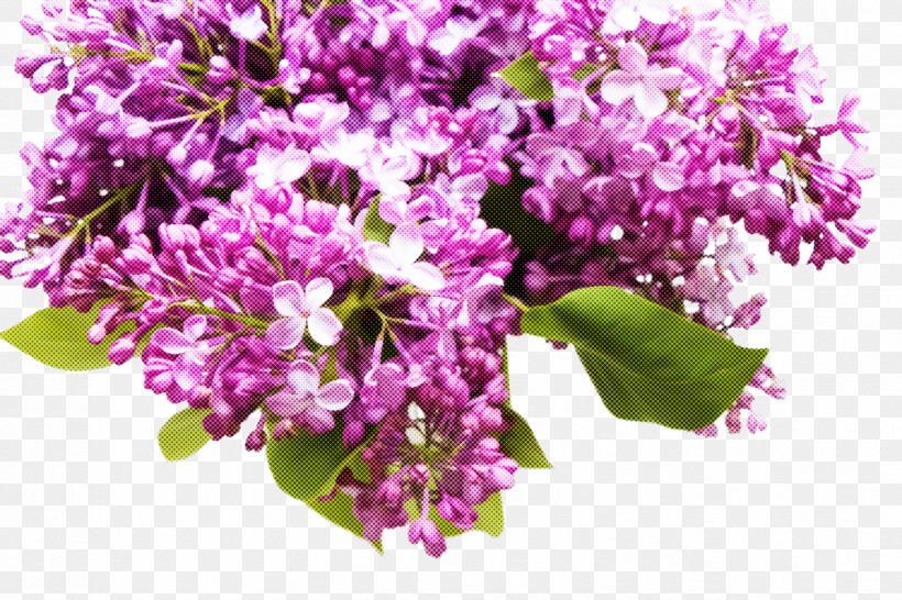 Flower Plant Lilac Cut Flowers Purple, PNG, 2448x1632px, Flower, Bouquet, Branch, Cut Flowers, Lilac Download Free