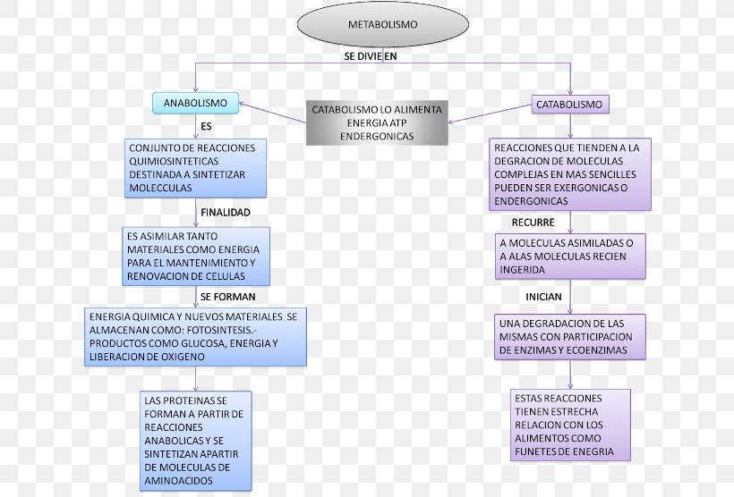 Metabolism Mind Map Metabolic Pathway Concept Map, PNG, 640x556px, Metabolism, Brand, Concept, Concept Map, Diagram Download Free