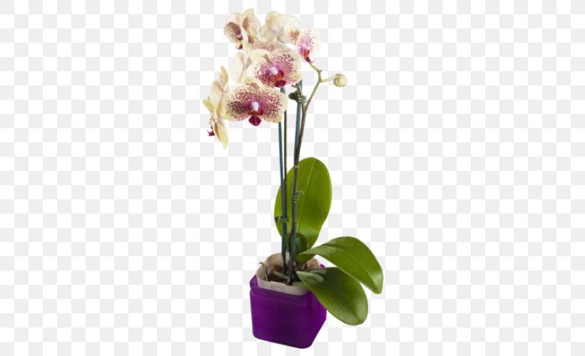 Moth Orchids Yellow Cut Flowers Purple, PNG, 500x500px, Moth Orchids, Blue, Cattleya, Cattleya Orchids, Color Download Free