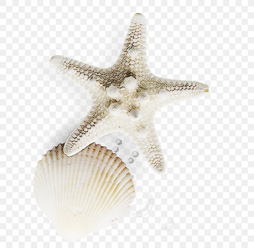 Silver Background, PNG, 800x800px, Starfish, Cockle, Conchology, Echinoderm, Fashion Accessory Download Free