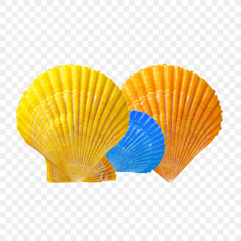 Seashell, PNG, 946x946px, Seashell, Decorative Fan, Material, Orange ...