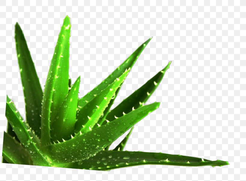 Aloe Vera Succulent Plant Medicine Medicinal Plants, PNG, 810x603px, Aloe Vera, Aloe, Gel, Healing, Health Download Free