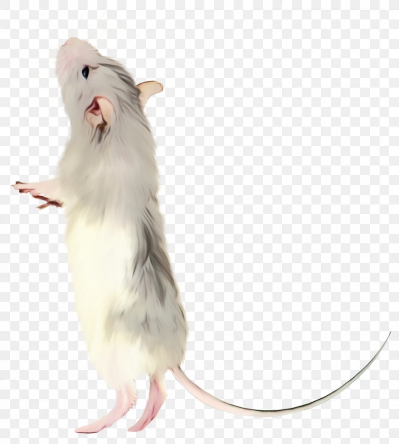 Hamster Background, PNG, 961x1069px, Rat, Beige, Computer Mouse, Fur, Gerbil Download Free