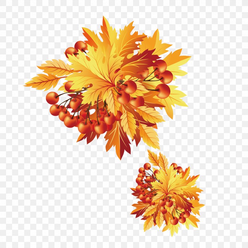 Autumn Maple Leaf, PNG, 1500x1500px, Autumn, Autumn Leaf Color, Chrysanths, Cut Flowers, Daisy Family Download Free