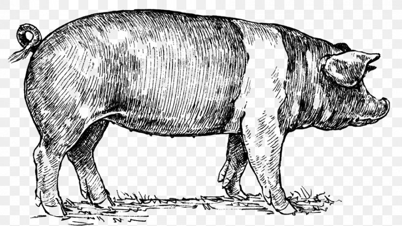 Berkshire Pig Hampshire Pig Drawing, PNG, 900x508px, Berkshire Pig, Animal Figure, Black And White, Carnivoran, Cattle Like Mammal Download Free