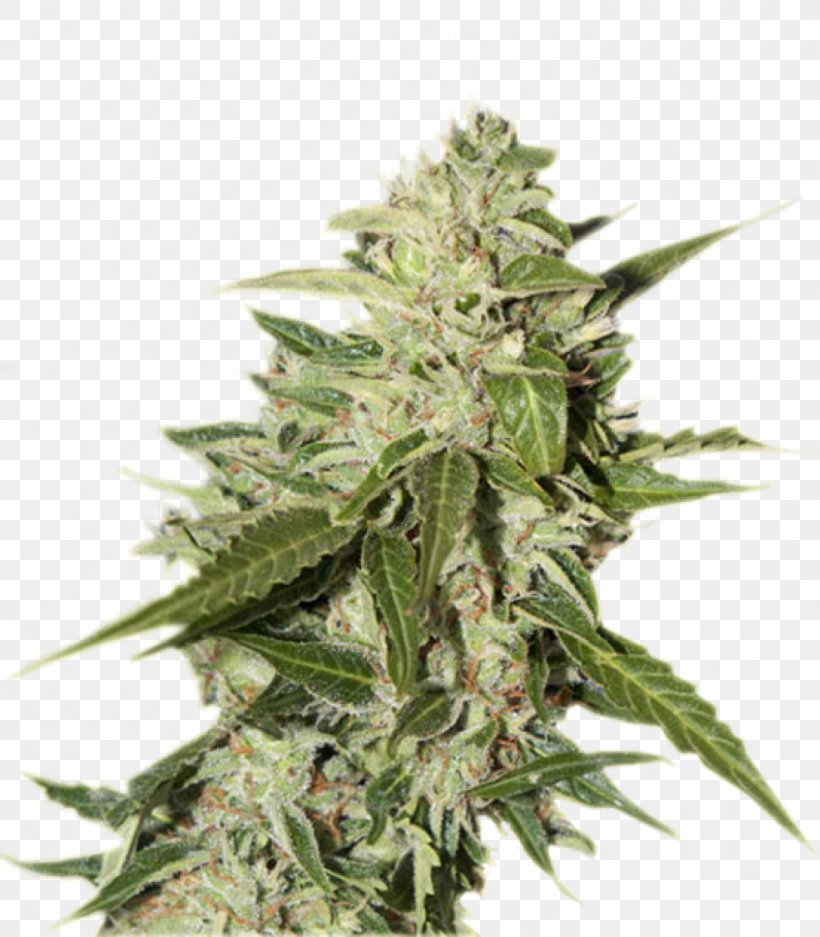 Cannabis Ruderalis Seed Bank Kush, PNG, 1399x1600px, Cannabis, Autoflowering Cannabis, Cannabis Cultivation, Cannabis Ruderalis, Cannabis Sativa Download Free