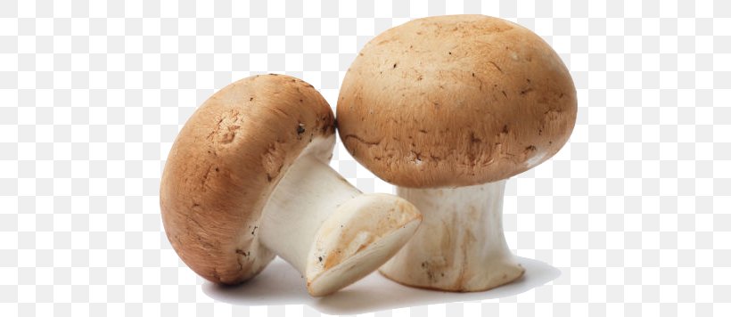 Common Mushroom Edible Mushroom Fungiculture Oyster Mushroom, PNG, 800x356px, Mushroom, Agaricaceae, Agaricomycetes, Boletus Edulis, Champignon Mushroom Download Free