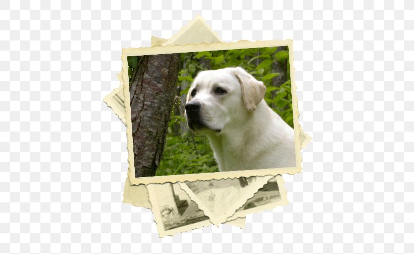 Labrador Retriever Puppy Dog Breed Sporting Group, PNG, 630x502px, Labrador Retriever, Breed, Carnivoran, Dog, Dog Breed Download Free