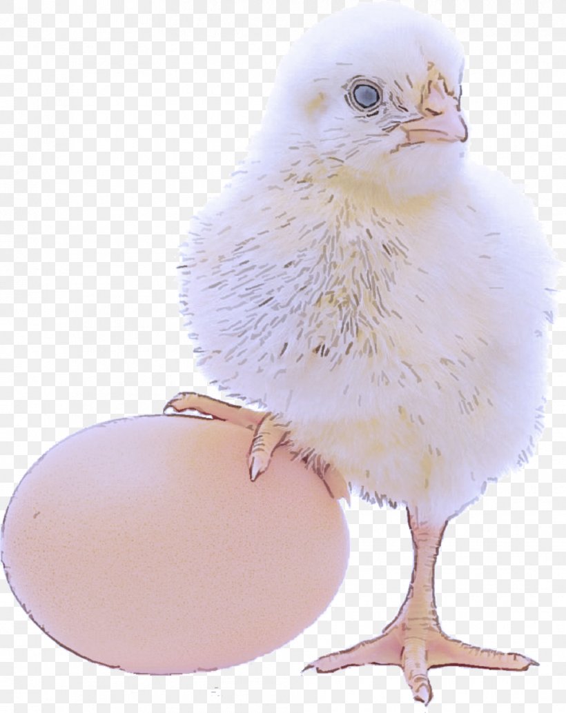 Egg, PNG, 965x1217px, Bird, Beak, Chicken, Egg, Feather Download Free