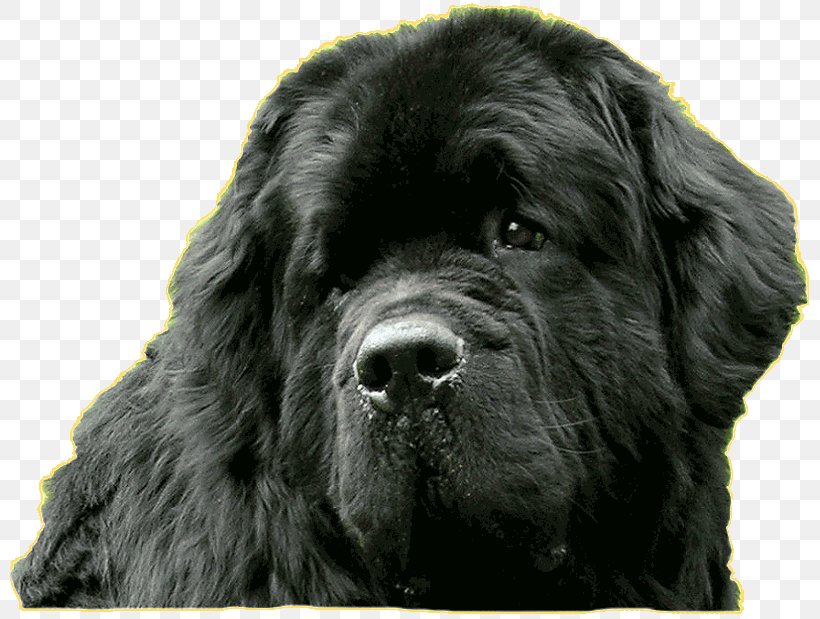 Flat-Coated Retriever Newfoundland Dog Giant Dog Breed Sporting Group, PNG, 800x619px, Flatcoated Retriever, Breed, Carnivoran, Crossbreed, Dog Download Free
