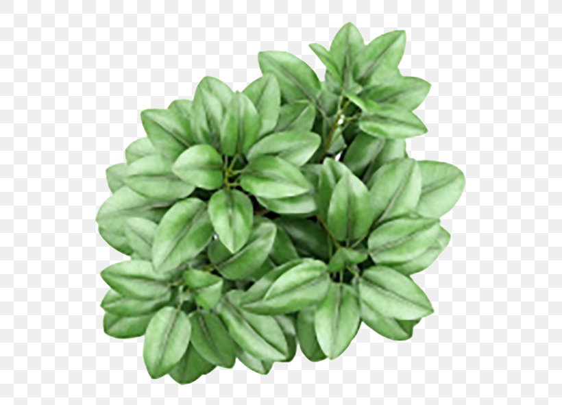 Houseplant Flowerpot Ceramic, PNG, 591x591px, Houseplant, Ceramic, Flowerpot, Glass, Guzmania Download Free