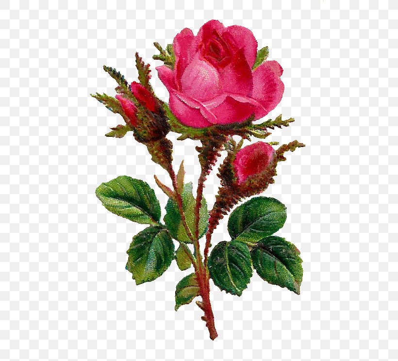 Rose Flower Clip Art, PNG, 514x744px, Rose, China Rose, Cut Flowers, Digital Art, Digital Image Download Free