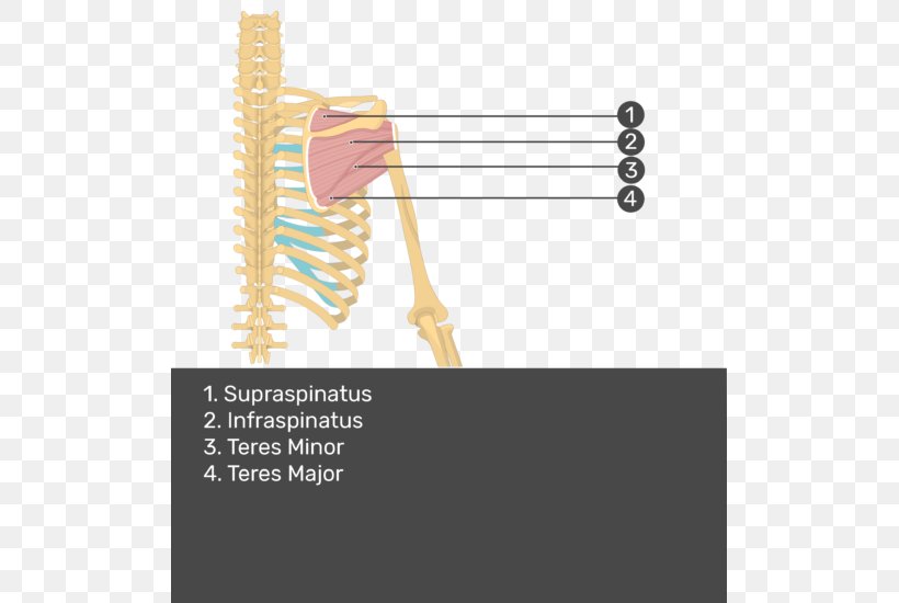 Supraspinatus Muscle Infraspinatus Muscle Teres Minor Muscle Teres Major Muscle, PNG, 507x550px, Supraspinatus Muscle, Arm, Infraspinatus Muscle, Innervation, Jaw Download Free