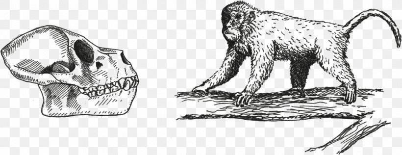 Ape Primate Monkey Gorilla Homo Sapiens, PNG, 1242x479px, Watercolor, Cartoon, Flower, Frame, Heart Download Free