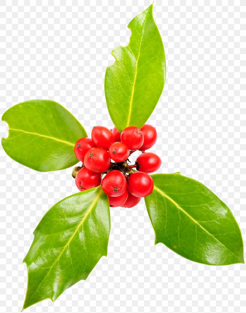 Common Holly Aquifoliales Graphical User Interface Viscum Album, PNG, 1137x1446px, Common Holly, Acerola Family, Aquifoliaceae, Aquifoliales, Berry Download Free