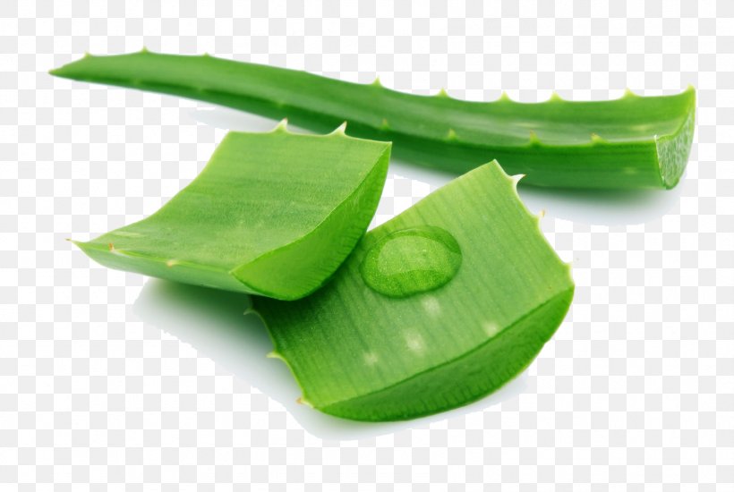 Drug Hemorrhoid Hair Itch Disease, PNG, 1691x1135px, Drug, Aloe, Aloe Vera, Banana Leaf, Burn Download Free