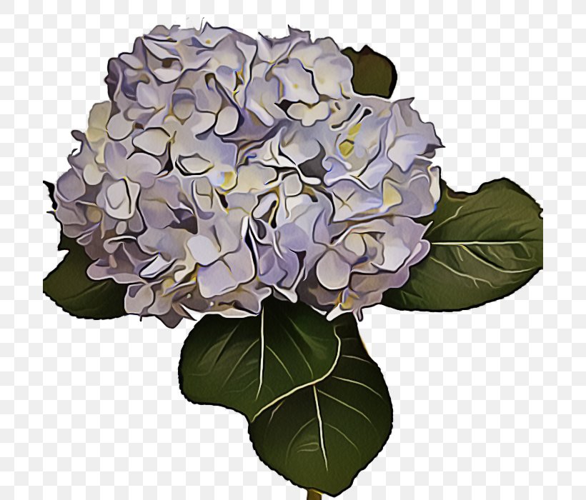 Floral Flower Background, PNG, 700x700px, Hydrangea, Artificial Flower, Blue, Bouquet, Cornales Download Free