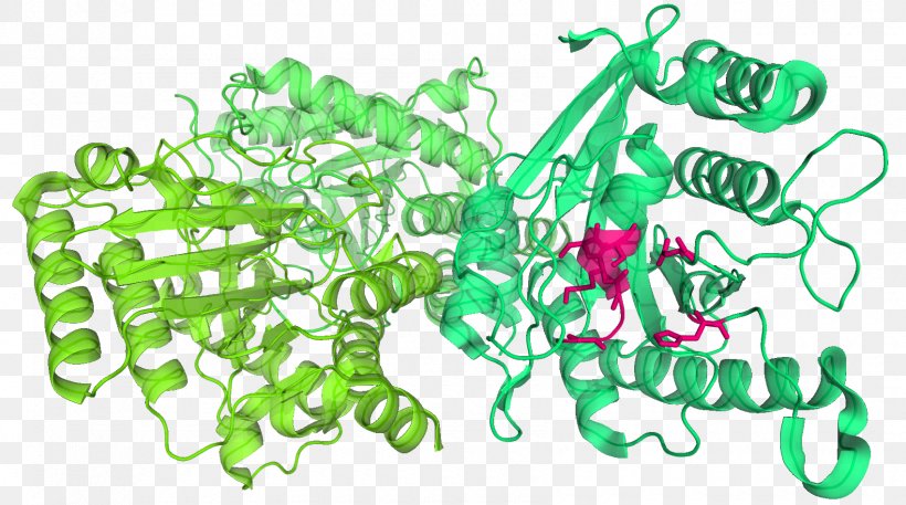 Plastome Chloroplast DNA Plant TIC/TOC Complex, PNG, 1700x948px, Plastome, Bacterial Outer Membrane, Cell, Cell Membrane, Chloroplast Download Free