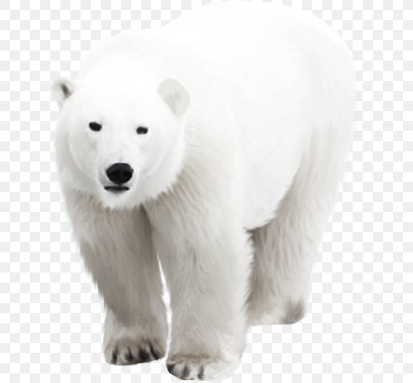 Polar Bear Arctic, PNG, 650x759px, 3d Computer Graphics, Polar Bear, Animal, Arctic, Bear Download Free