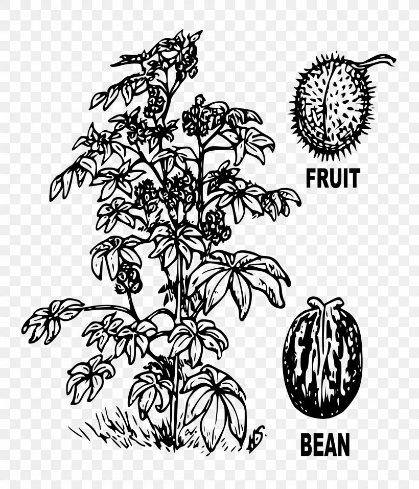 Ricinus Drawing Castor Oil, PNG, 2000x2336px, Ricinus, Black And White, Botany, Branch, Castor Oil Download Free