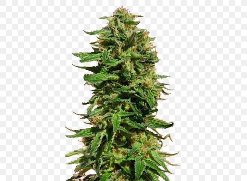 Skunk Cannabis Sensi Seeds Marijuana, PNG, 600x600px, Skunk, Acapulco Gold, Cannabis, Cannabis Cup, Cannabis Sativa Download Free