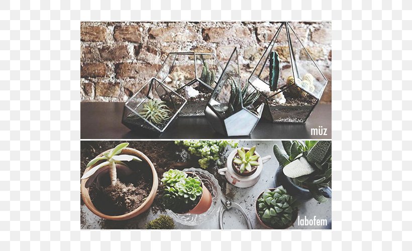 Cactaceae Plant Terrarium Flowerpot Muse Coffee & Botanical, PNG, 500x500px, Cactaceae, Banana, Book, Brand, Cactus Download Free