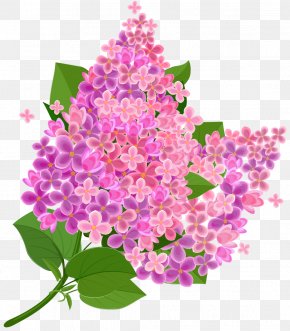 Common Lilac Flower Drawing Clip Art, PNG, 564x709px, Common Lilac ...