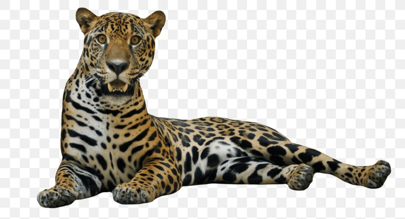 Jaguar Cars Leopard Clip Art, PNG, 768x443px, Jaguar, Big Cat, Big Cats, Carnivoran, Cat Like Mammal Download Free
