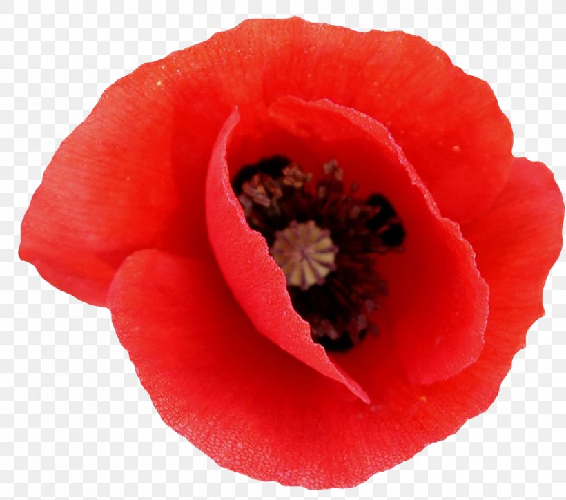 Poppy Clip Art, PNG, 1000x883px, Poppy, Annual Plant, Close Up, Coquelicot, Flower Download Free
