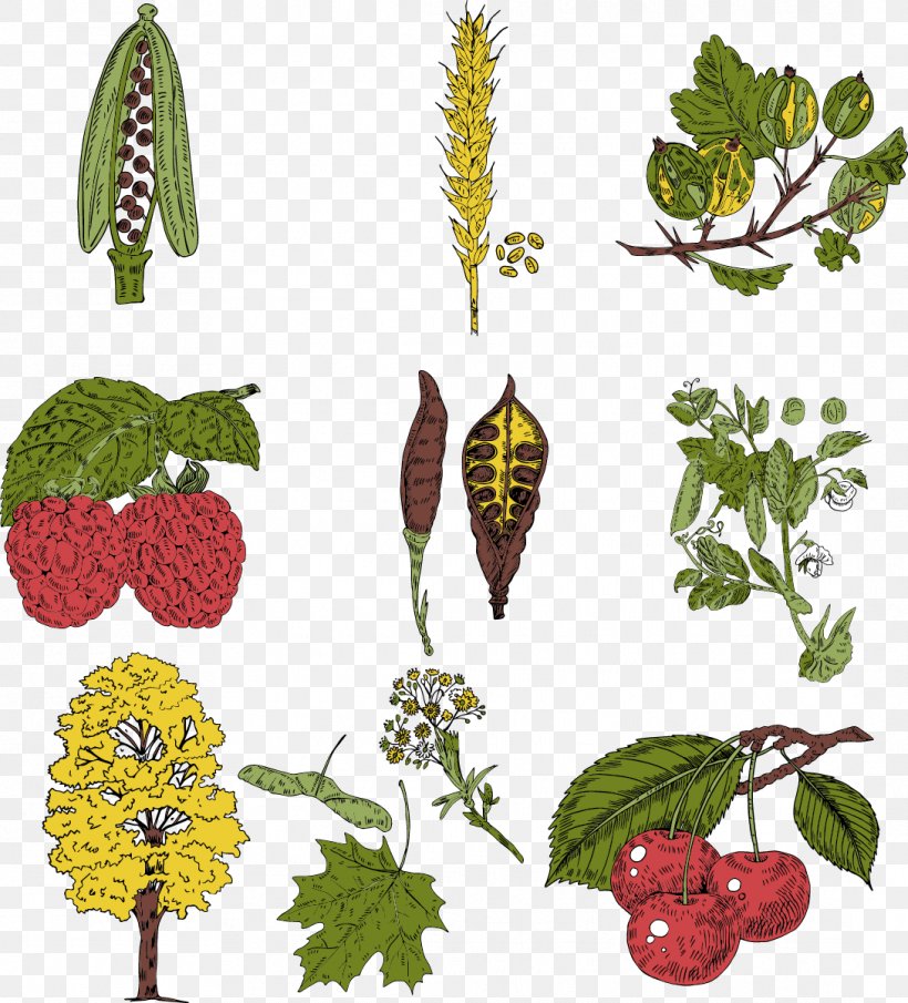 Vegetable Plant Illustration, PNG, 1089x1203px, Vegetable, Art, Auglis, Branch, Flora Download Free