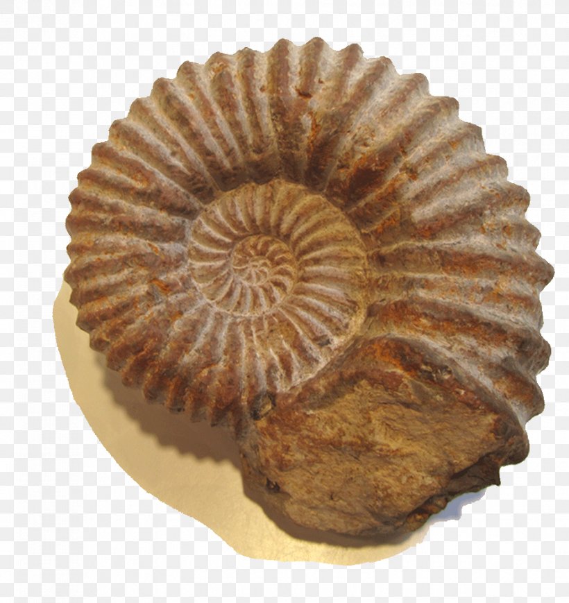 Ammonite Resources National Blues Museum Cockade Photography Paper, PNG, 928x984px, Ammonite Resources, Advertising, Blues, Can Stock Photo, Cockade Download Free