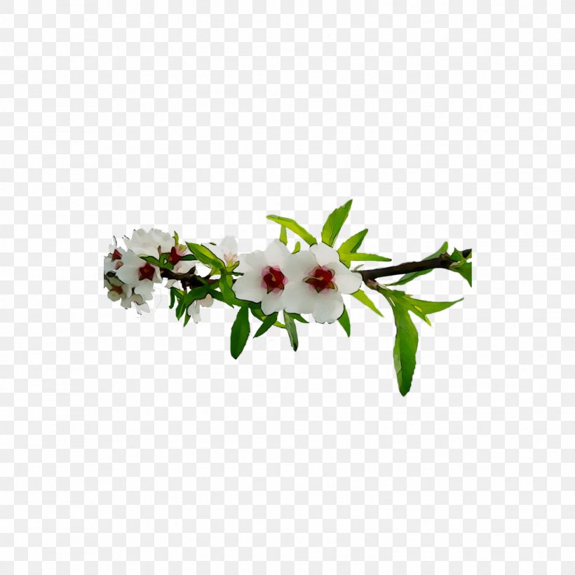 Floral Design Cut Flowers Flowering Plant, PNG, 1574x1574px, Floral Design, Blossom, Branch, Branching, Cut Flowers Download Free
