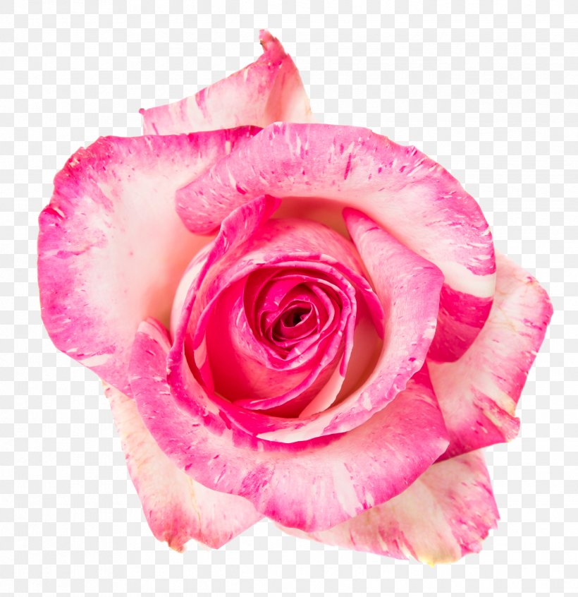 Garden Roses Cabbage Rose Floribunda Flower Bouquet Cut Flowers, PNG, 2439x2518px, Garden Roses, Cabbage Rose, Close Up, Cut Flowers, Drawing Download Free