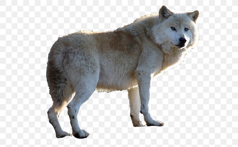 Greenland Dog Animal Clip Art, PNG, 650x508px, Greenland Dog, Alaskan ...