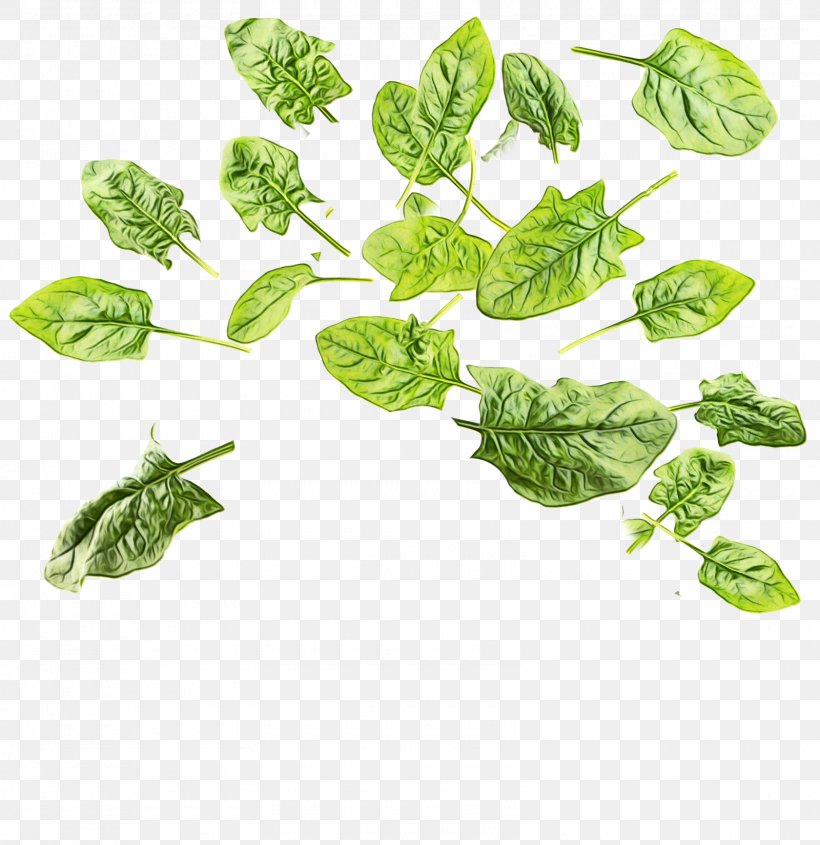 Leaf Plant Basil Flower Leaf Vegetable, PNG, 1600x1650px, Watercolor, Basil, Flower, Herb, Leaf Download Free