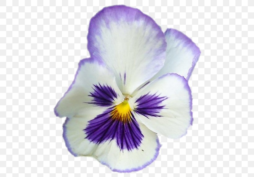 Pansy Violet Flower Petal, PNG, 500x572px, Pansy, Fairy Tale, Flower, Flowering Plant, Iris Download Free