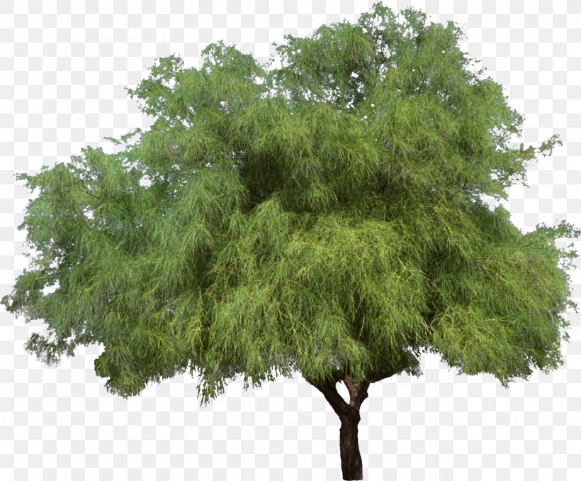 Tree Weeping Willow Shrub Woody Plant, PNG, 1404x1162px, 2d Computer Graphics, Tree, Branch, Evergreen, Grass Download Free