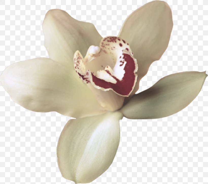 White Flower Petal Plant Flowering Plant, PNG, 850x754px, White, Flower, Flowering Plant, Magnolia, Magnolia Family Download Free