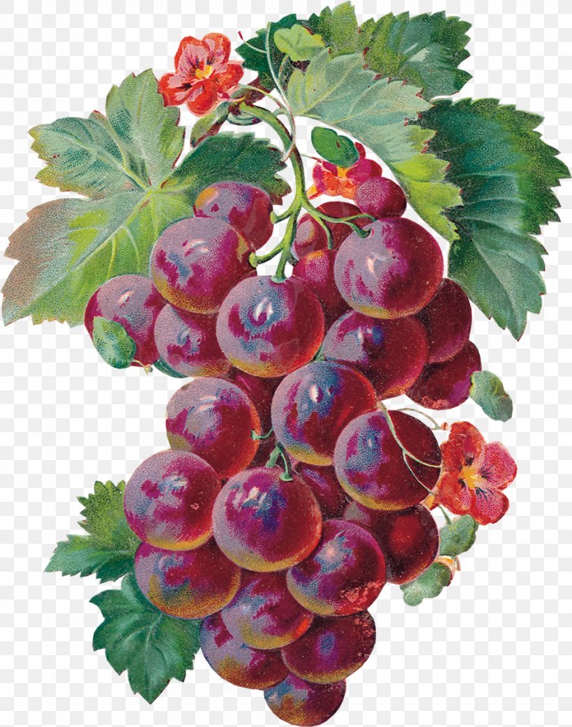 Grape Animation Tenor Giphy, PNG, 943x1200px, Grape, Animation, Berry, Boysenberry, Currant Download Free